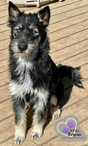 Martha May - The Grinch Litter, an adoptable Husky, Airedale Terrier in Kenai, AK, 99611 | Photo Image 1