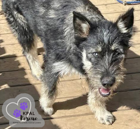 Martha May - The Grinch Litter, an adoptable Husky, Airedale Terrier in Kenai, AK, 99611 | Photo Image 2
