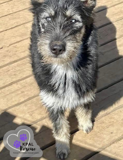 Martha May - The Grinch Litter, an adoptable Husky, Airedale Terrier in Kenai, AK, 99611 | Photo Image 3