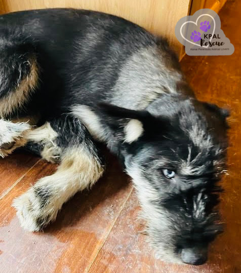 Martha May - The Grinch Litter, an adoptable Husky, Airedale Terrier in Kenai, AK, 99611 | Photo Image 4