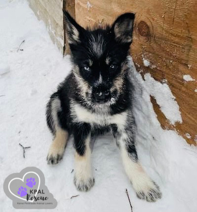 Martha May - The Grinch Litter, an adoptable Husky, Airedale Terrier in Kenai, AK, 99611 | Photo Image 5
