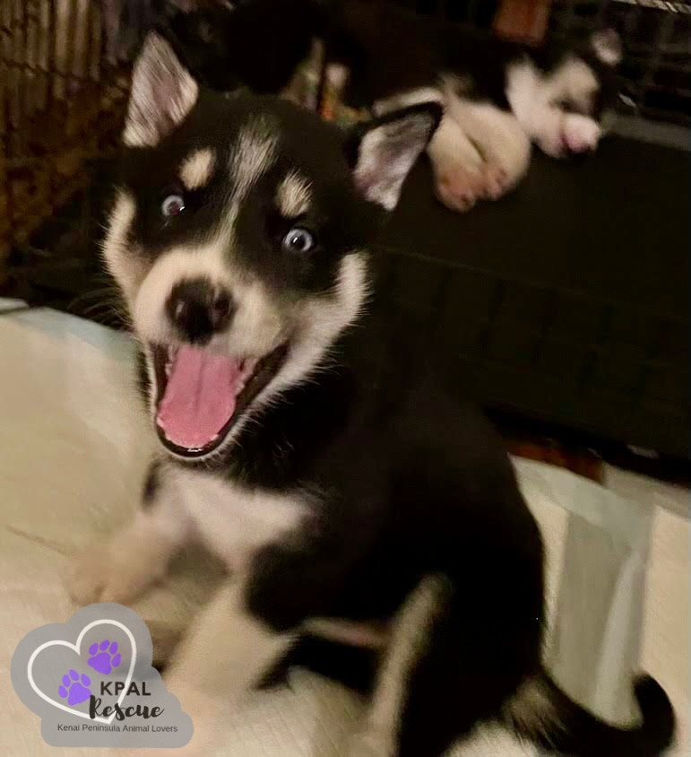 Martha May - The Grinch Litter, an adoptable Husky, Airedale Terrier in Kenai, AK, 99611 | Photo Image 6