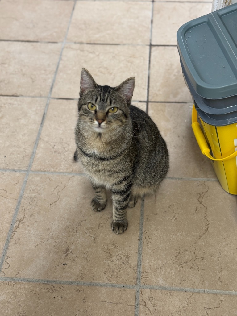 Coca, an adoptable Domestic Short Hair in Hastings, NE, 68901 | Photo Image 1