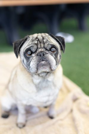 Meet Boots McGee a distinguished 7-year-old pug with a heart as big as his charming personality Bo