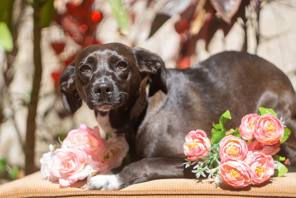 Dog for adoption STELLA, a Terrier Mix in Langley, BC Petfinder