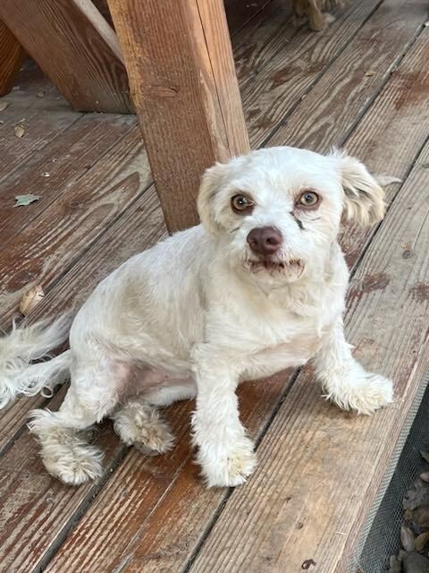 Bella, an adoptable Poodle, Maltese in Jamestown, CA, 95327 | Photo Image 1