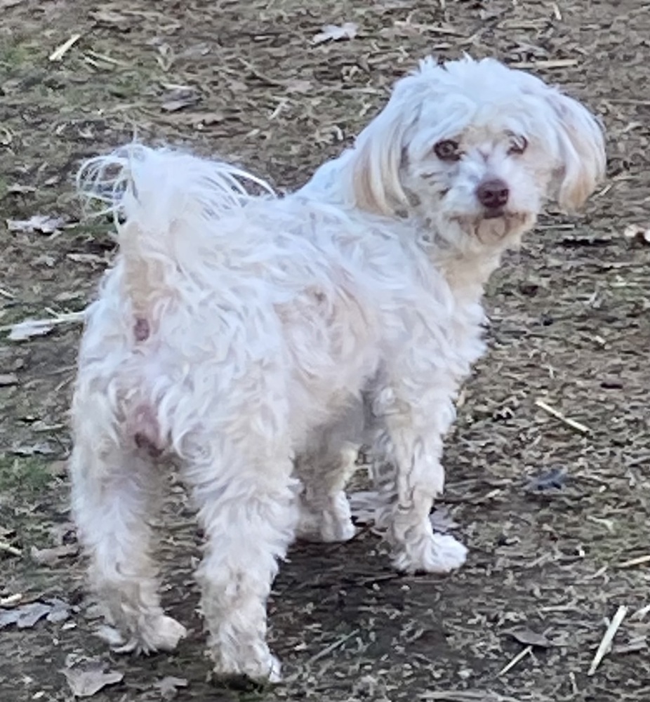 Bella, an adoptable Poodle, Maltese in Jamestown, CA, 95327 | Photo Image 2