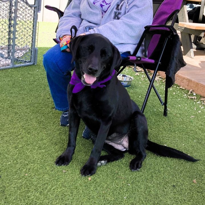 Lab rescue store broken arrow ok