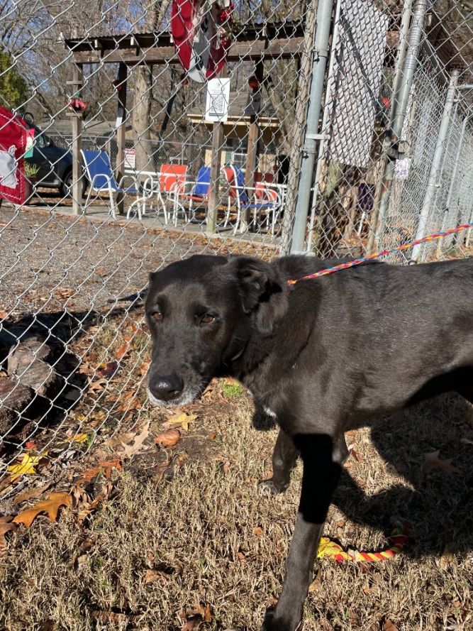 Dog for adoption - Sable, a Labrador Retriever in Hampton, VA | Petfinder