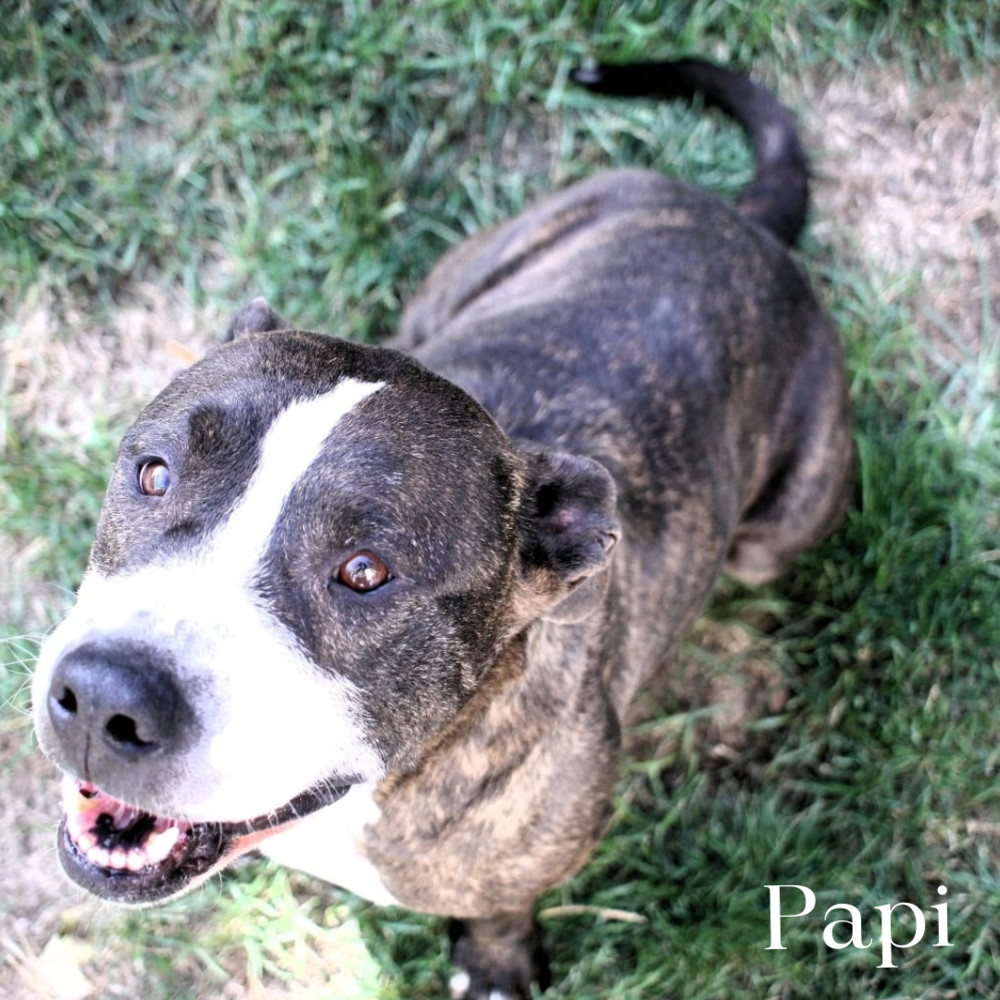 Papi (Cross Post), an adoptable Staffordshire Bull Terrier in Council Bluffs, IA, 51503 | Photo Image 1