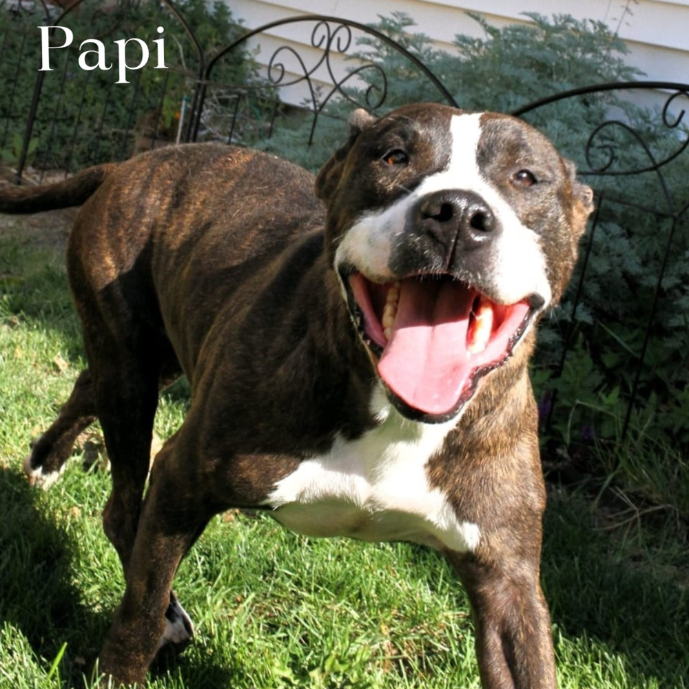 Papi (Cross Post), an adoptable Staffordshire Bull Terrier in Council Bluffs, IA, 51503 | Photo Image 2