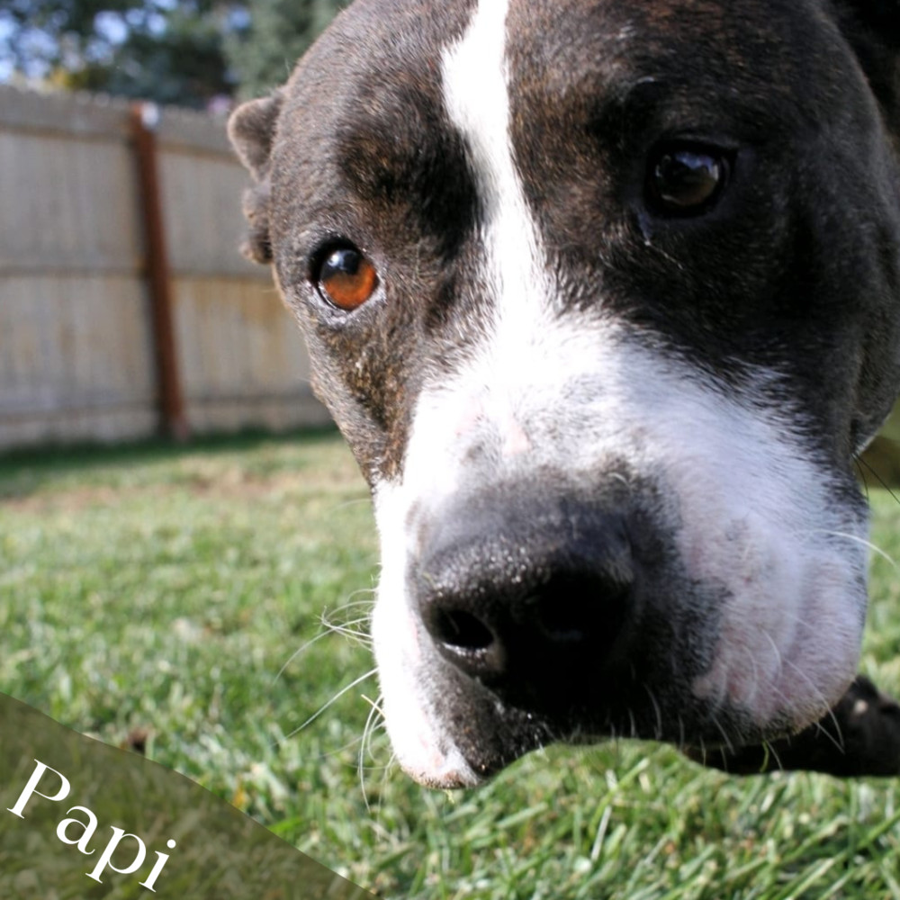 Papi (Cross Post), an adoptable Staffordshire Bull Terrier in Council Bluffs, IA, 51503 | Photo Image 3