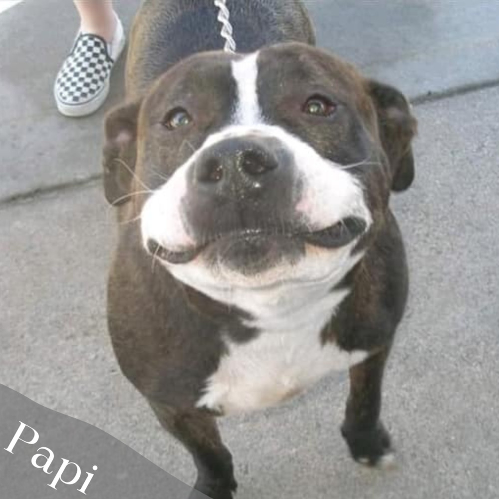 Papi (Cross Post), an adoptable Staffordshire Bull Terrier in Council Bluffs, IA, 51503 | Photo Image 4