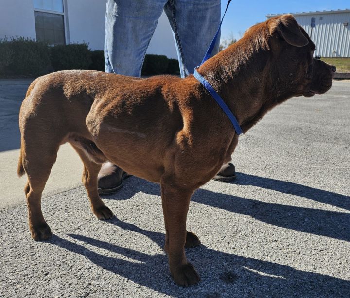 Dog for adoption Rooster, an American Bulldog Mix in Bronson, FL