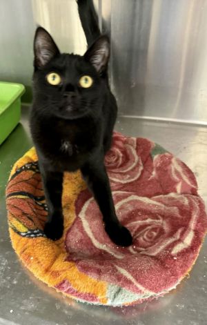 LESLIE, Young Female Domestic Short Hair