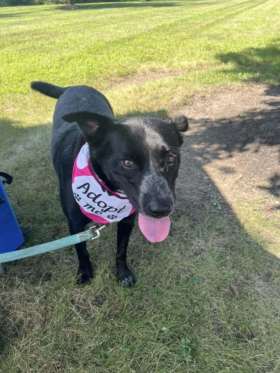 Border Collie Brats Momma Luna, an adoptable Australian Cattle Dog / Blue Heeler, Retriever in Ashville, OH, 43103 | Photo Image 1