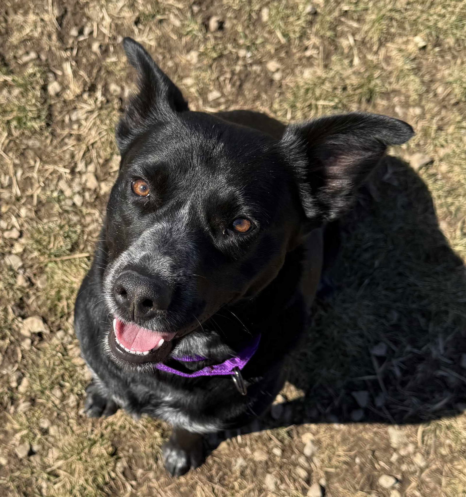 Border Collie Brats Momma Luna