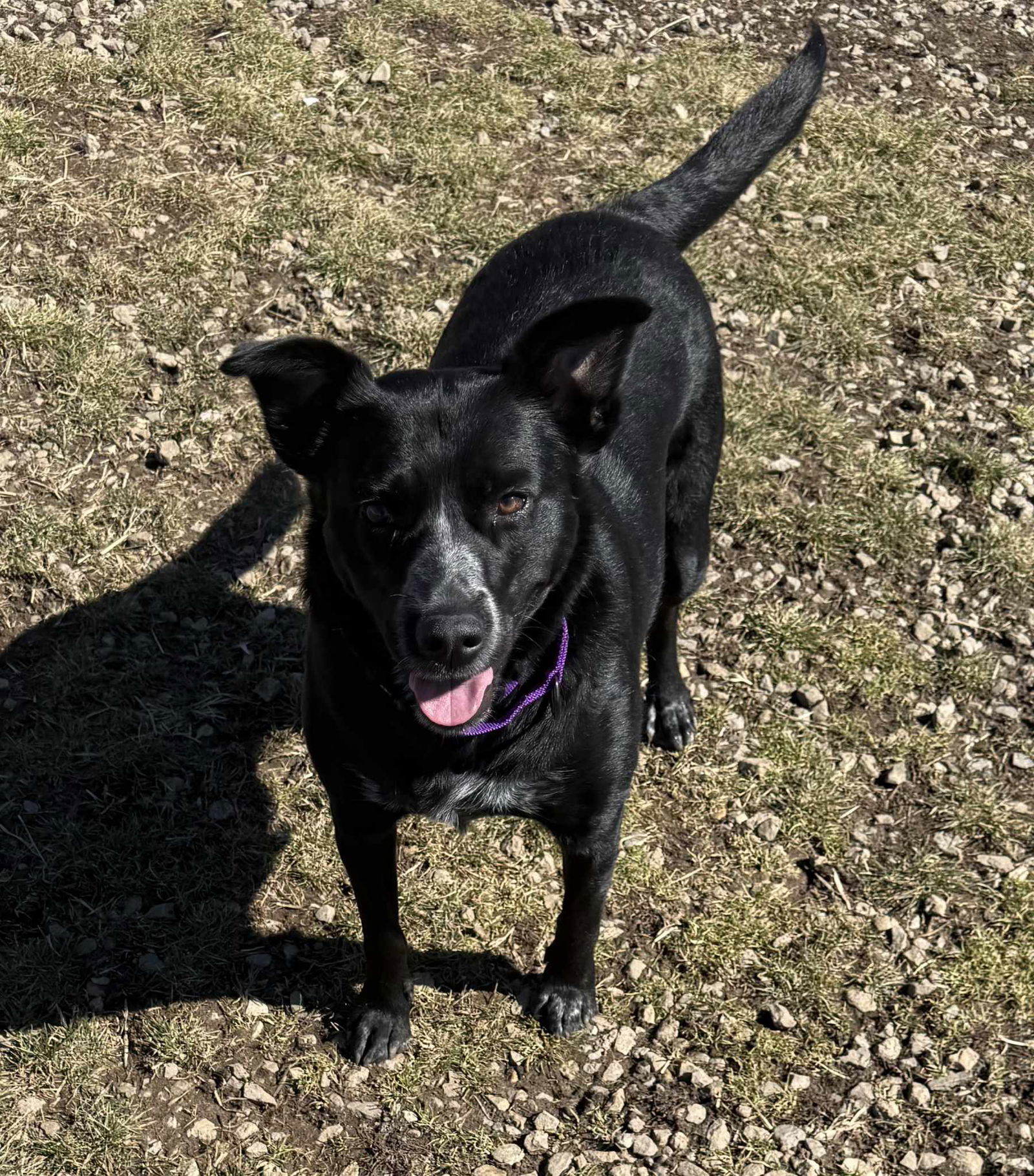 Border Collie Brats Momma Luna