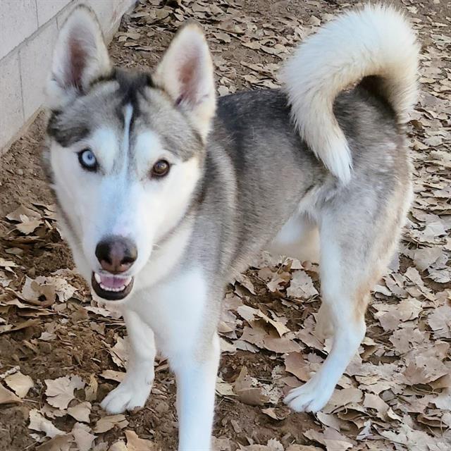 BOWSER, an adoptable Husky, German Shepherd Dog in Albuquerque, NM, 87121 | Photo Image 1