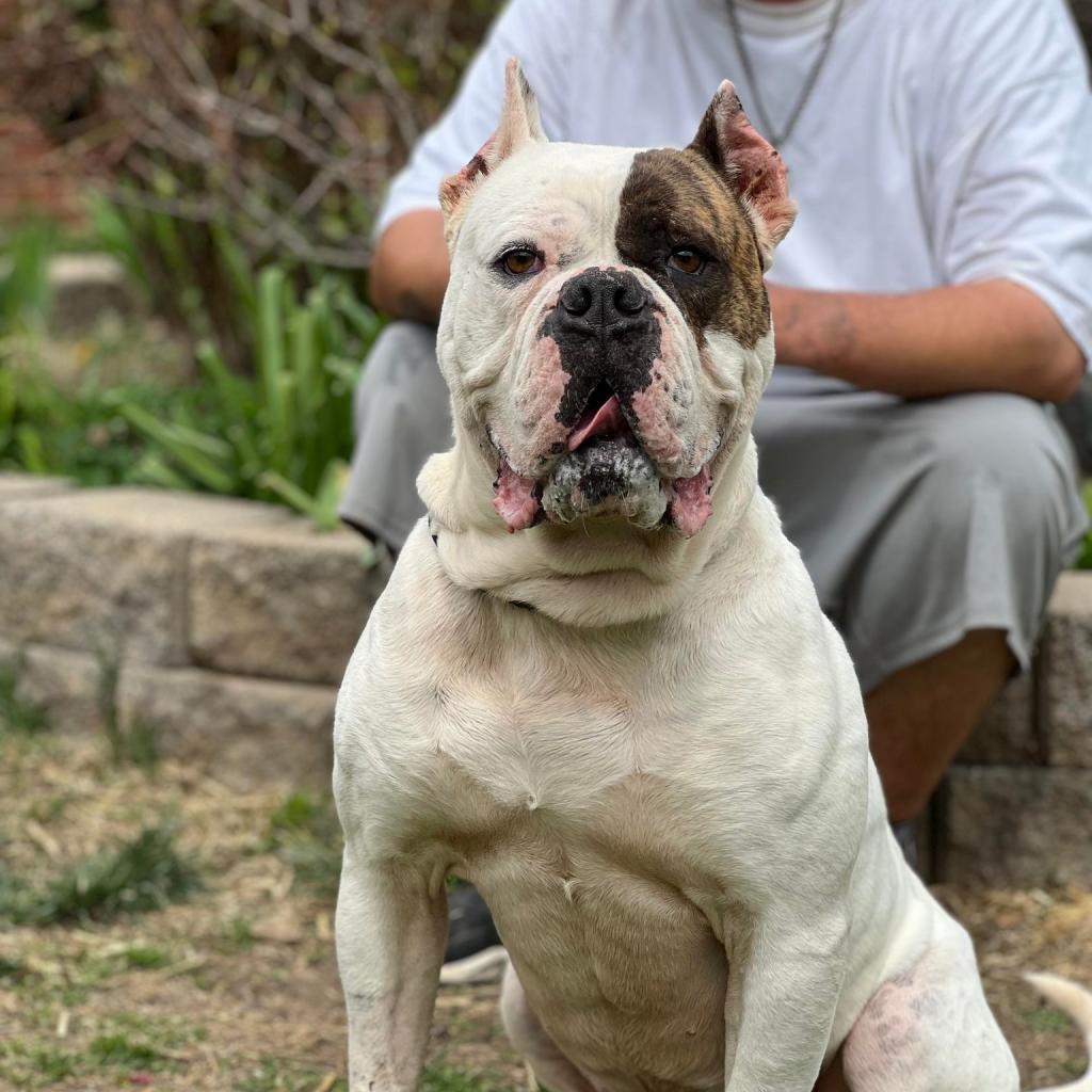 American bulldog 2024 mastiff mix