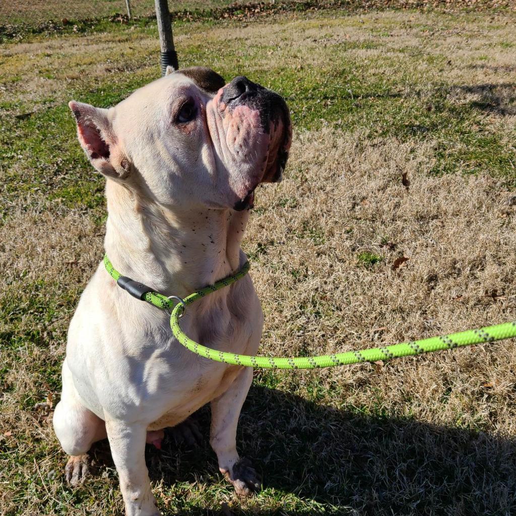 Ding Dong, an adoptable American Bulldog, Mastiff in Huntington, WV, 25704 | Photo Image 2