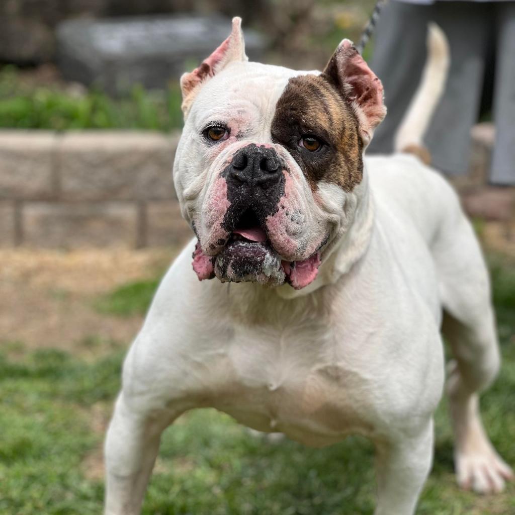 Ding Dong, an adoptable American Bulldog, Mastiff in Huntington, WV, 25704 | Photo Image 3