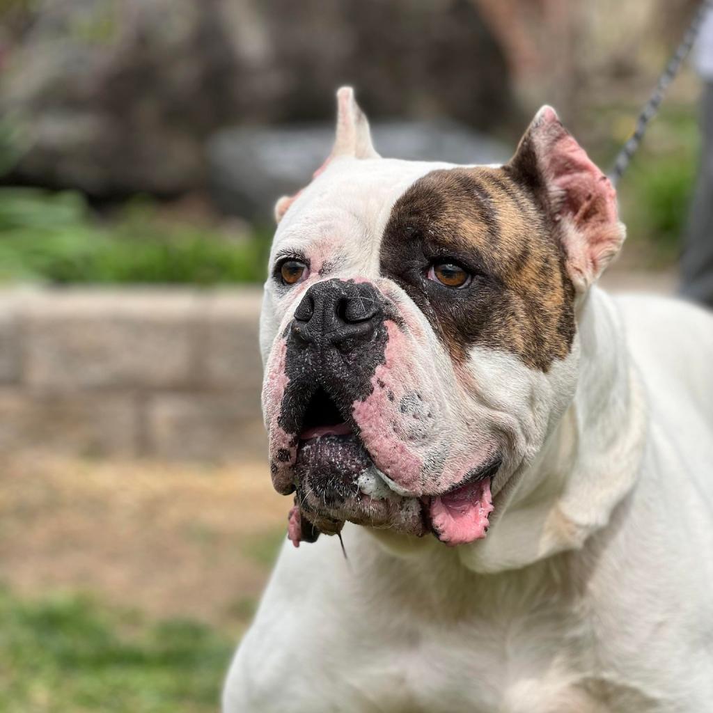 Ding Dong, an adoptable American Bulldog, Mastiff in Huntington, WV, 25704 | Photo Image 4