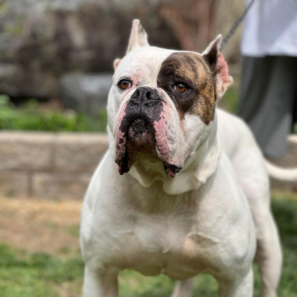 Ding Dong, an adoptable American Bulldog, Mastiff in Huntington, WV, 25704 | Photo Image 5