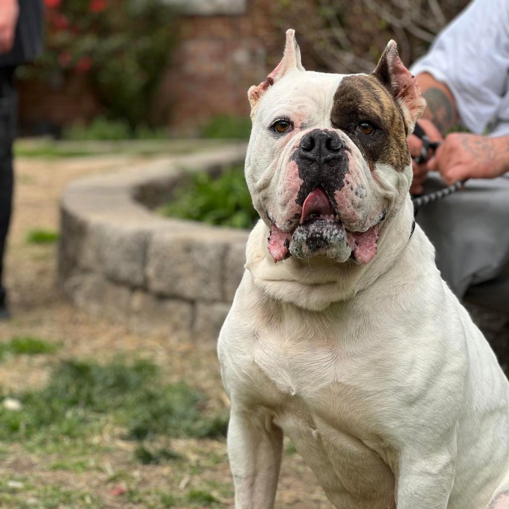 Ding Dong, an adoptable American Bulldog, Mastiff in Huntington, WV, 25704 | Photo Image 6