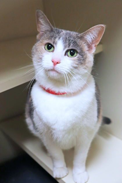 Cat for adoption - Poki, a Domestic Short Hair in Chicago, IL