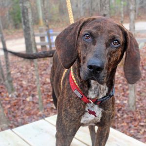 This smart pup is Dobby and he is always ready for adventure He is a graduate from the Leash on