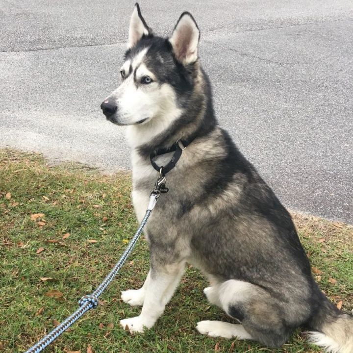 Dog for adoption - Kilo, an Alaskan Malamute Mix in Titusville, FL