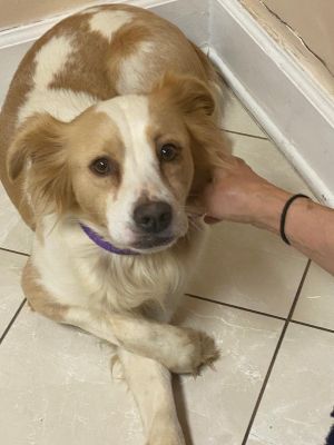Bree - Dog/Kid Friendly - FOSTER NEEDED 5 WEEKS Spaniel Dog