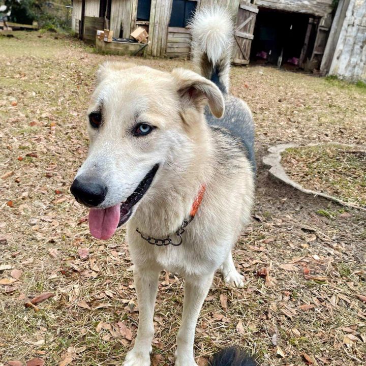 Anatolian shepherd sale and husky mix