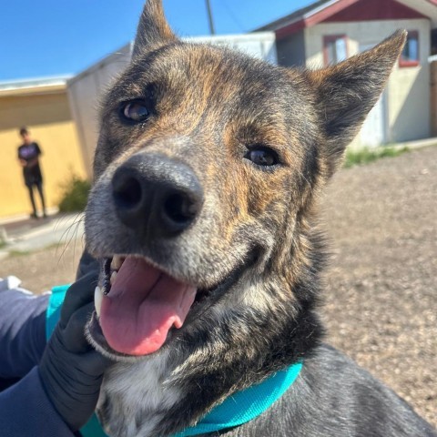 Devin, an adoptable German Shepherd Dog in Harlingen, TX, 78550 | Photo Image 1