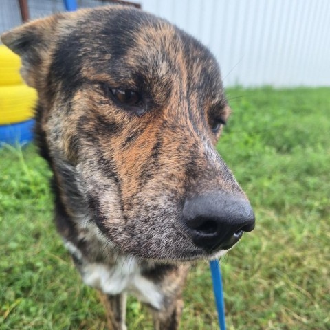 Devin, an adoptable German Shepherd Dog in Harlingen, TX, 78550 | Photo Image 2