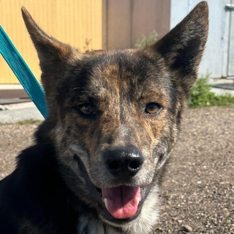 Devin, an adoptable German Shepherd Dog in Harlingen, TX, 78550 | Photo Image 2