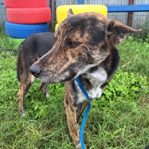 Devin, an adoptable German Shepherd Dog in Harlingen, TX, 78550 | Photo Image 3