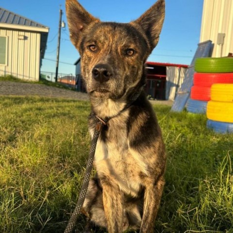 Devin, an adoptable German Shepherd Dog in Harlingen, TX, 78550 | Photo Image 3