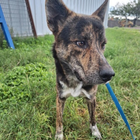 Devin, an adoptable German Shepherd Dog in Harlingen, TX, 78550 | Photo Image 4