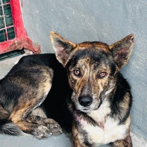 Devin, an adoptable German Shepherd Dog in Harlingen, TX, 78550 | Photo Image 4