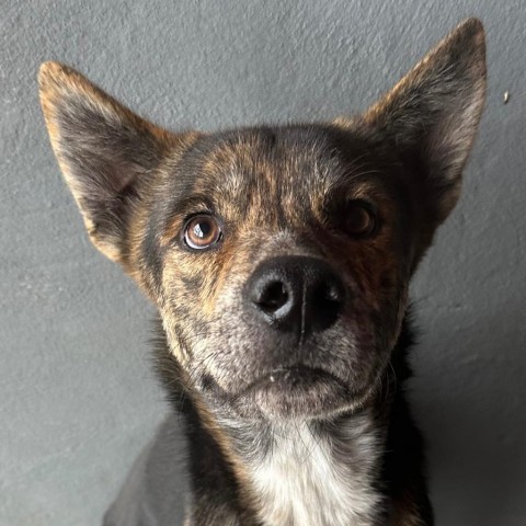 Devin, an adoptable German Shepherd Dog in Harlingen, TX, 78550 | Photo Image 5