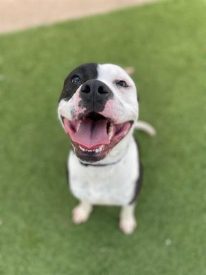 LOVE BUG, Adult Male Mixed Breed