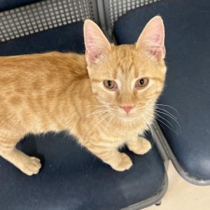 Cats for Adoption Near Ohio, OH