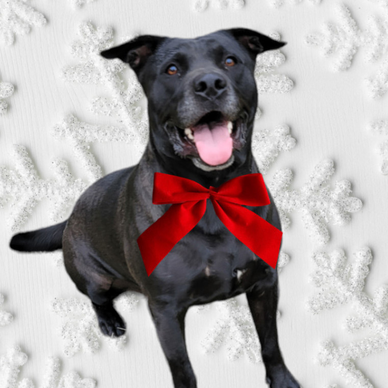 Dog for adoption Micky, a Black Labrador Retriever Mix in Salem , OR