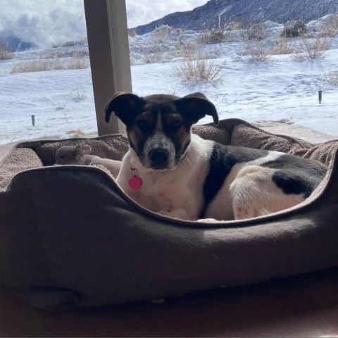 Kringle, an adoptable Mixed Breed in Moab, UT, 84532 | Photo Image 6