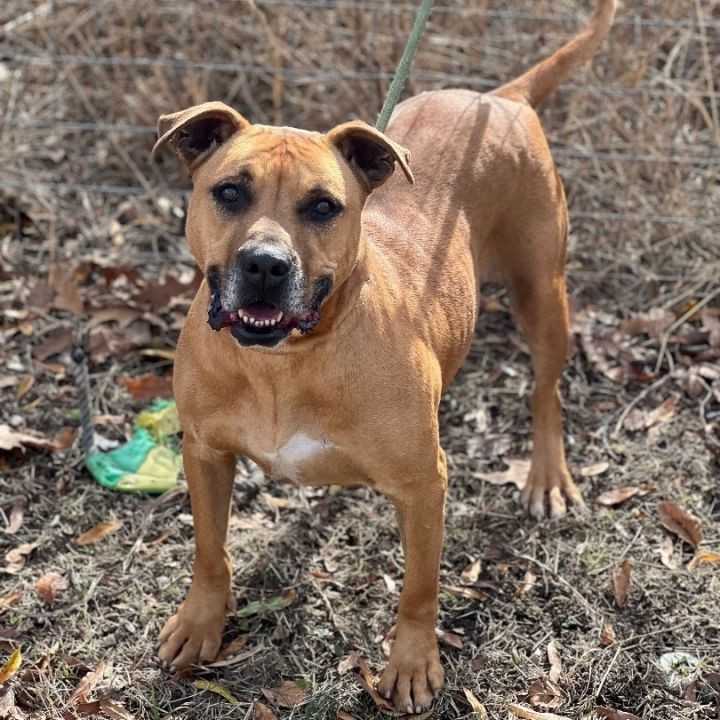 Dog for adoption - Maggie, a Bullmastiff Mix in Tunica, MS | Petfinder