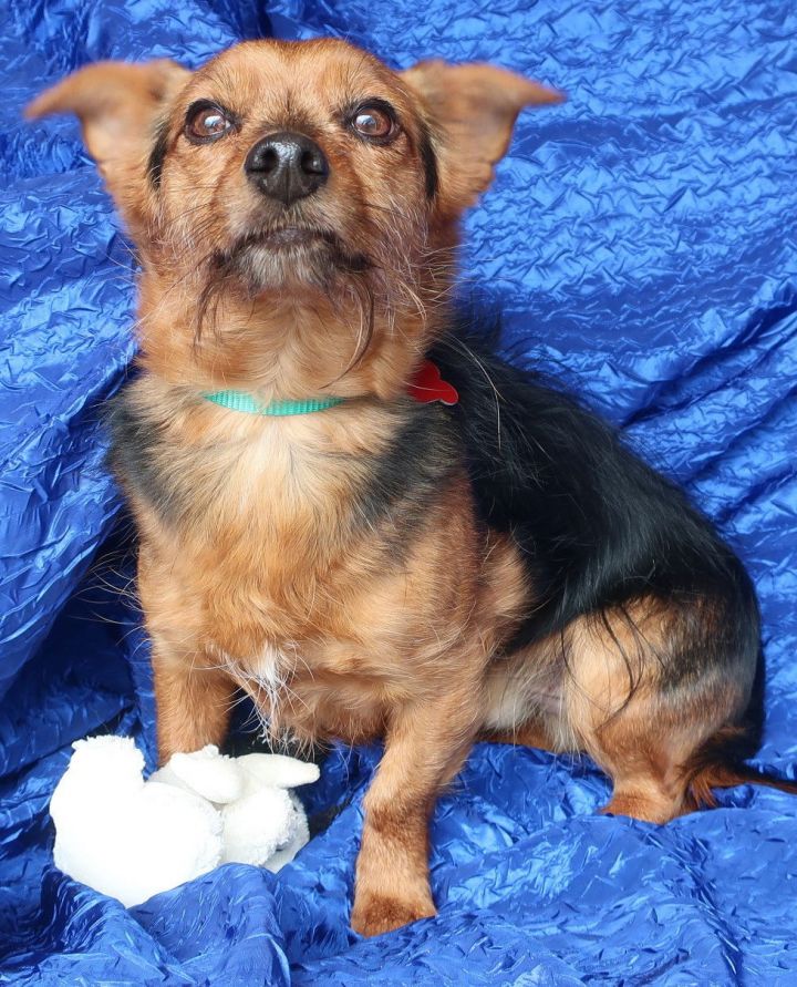 Jack russell best sale chihuahua yorkie mix