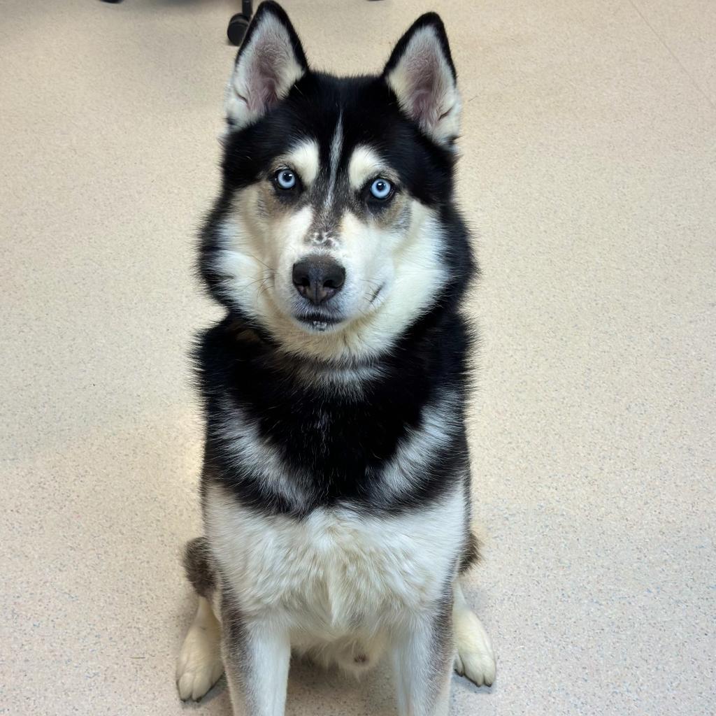 Slate, an adoptable Husky in Rohnert Park, CA, 94928 | Photo Image 1