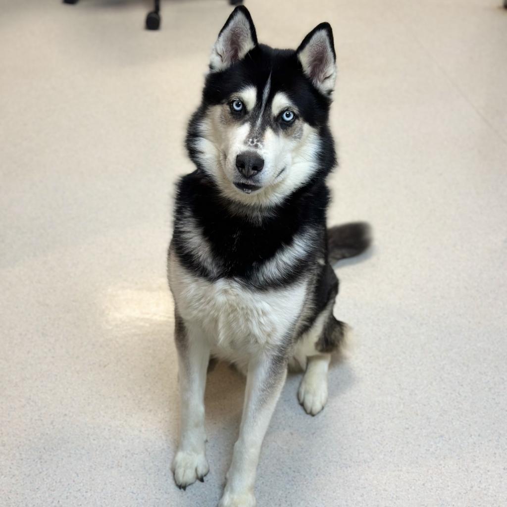 Slate, an adoptable Husky in Rohnert Park, CA, 94928 | Photo Image 2